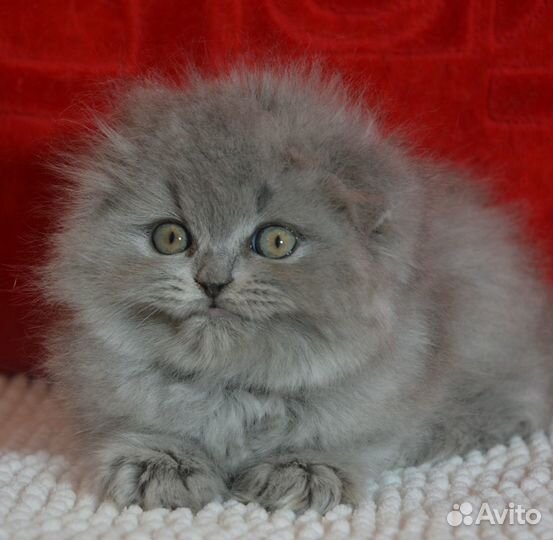 Хайленд голубой