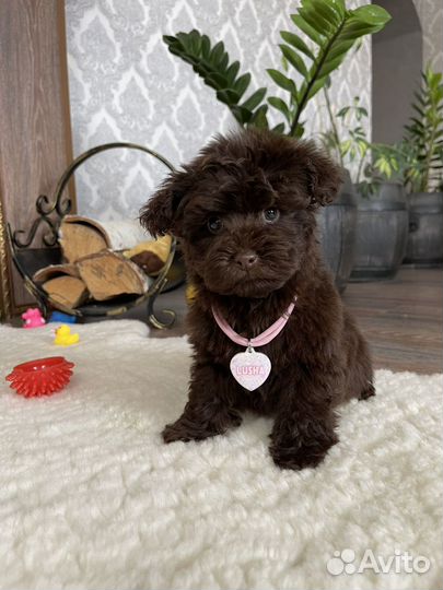 Exclusive maltipoo chocolate