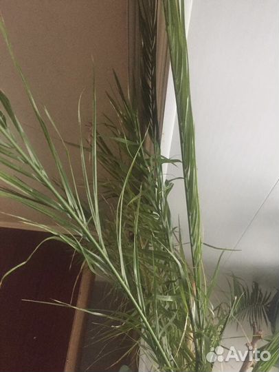 Финиковая пальма, взрослая