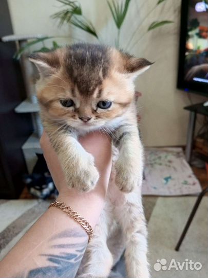 Кошки шотландцы