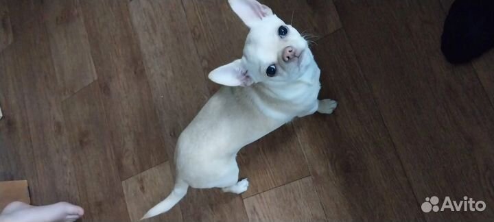 Щенки чихуахуа