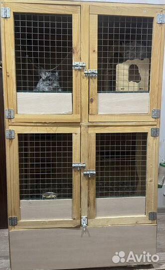 Семья шиншилл