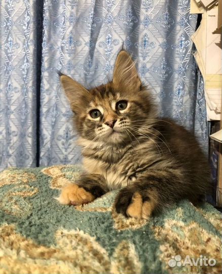 Котята мейн-кун