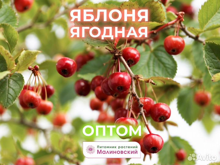Яблоня ягодная Саженцы зкс Оптом