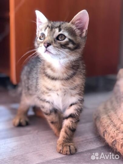 Котёнок ангелочек Ирис