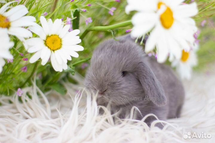 Декоративный кролик вислоухий лиловый мальчик