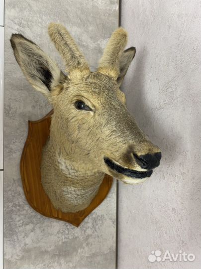 Чучело головы косули