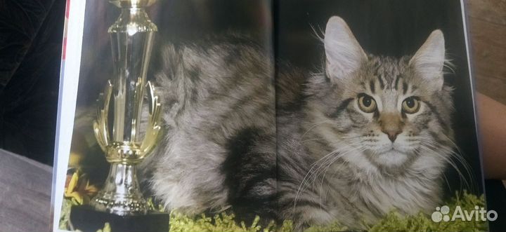 Детские книги энциклопедии 3+