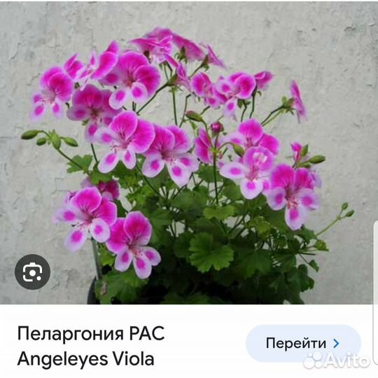 Ангельская пеларгония