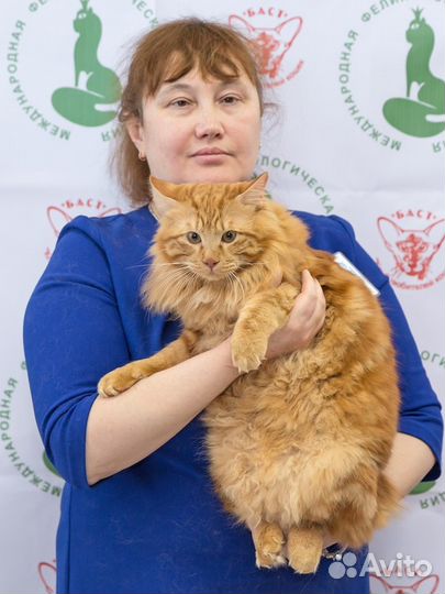 Ждем кошечку, Вязка
