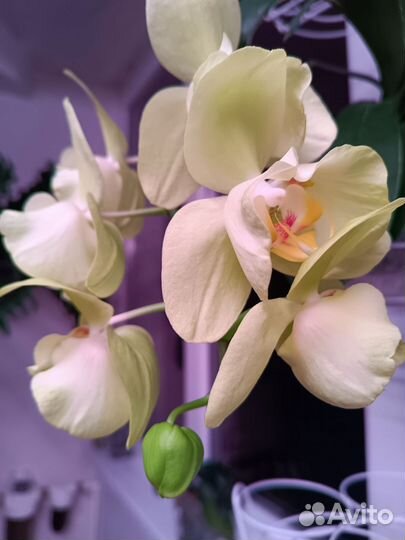 Орхидея фаленопсис бабочка бронь оплачены
