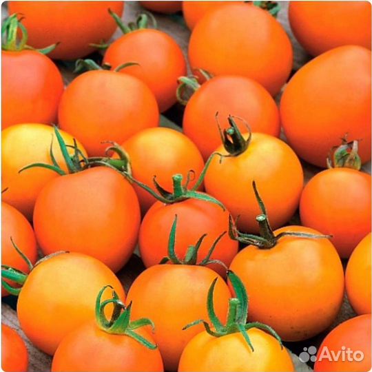 Томаты комнатные семена