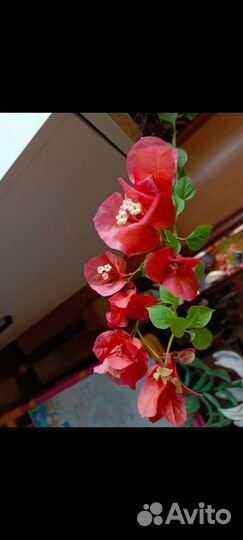 Продам бугенвиллии