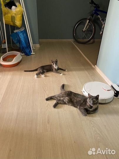 Молодая кошка в добрые руки