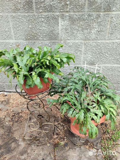 Комнатные растения цветы большие