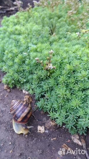 Очиток (седум)