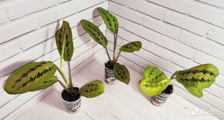 Комнатные растения