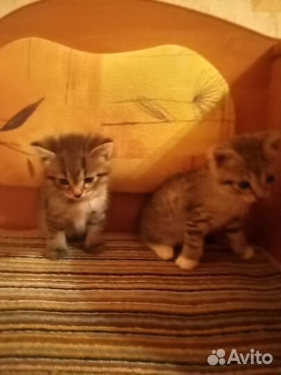 Котята ищут дом