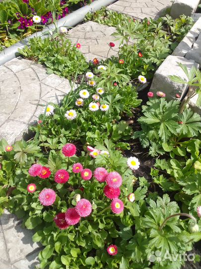 Маргаритки. Цена за целую полянку