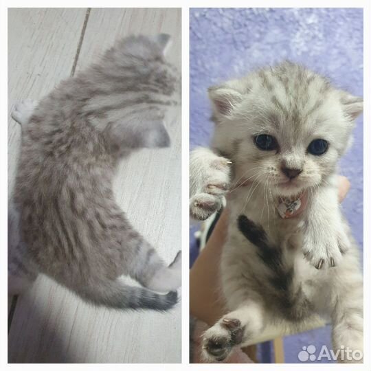 Шотландская