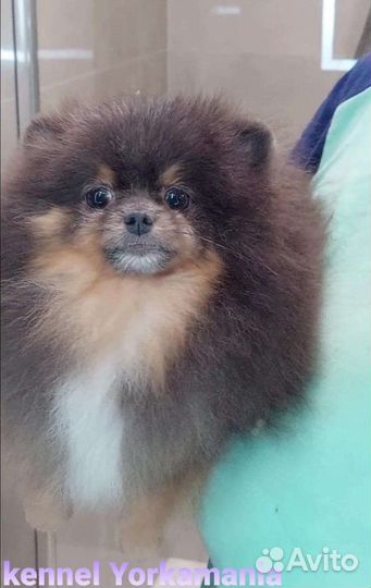 Шикарная маленькая девочка померанский шпиц