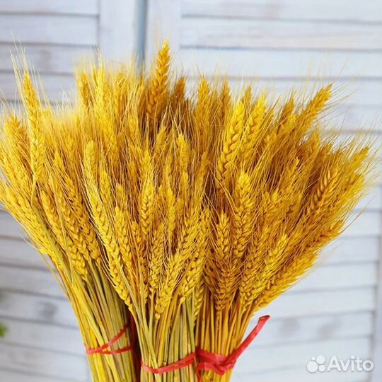 Сухоцветы пшеница