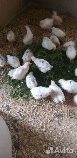 Цыплята порода Адлерская серебристая
