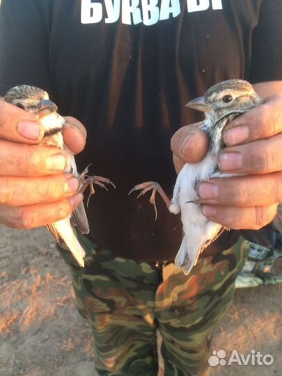 Продам певчих птиц