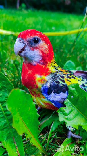 Попугай ожереловый с клеткой(ручной)