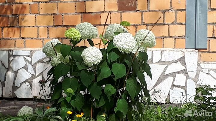 Гортензия Анабель, есть цветущие