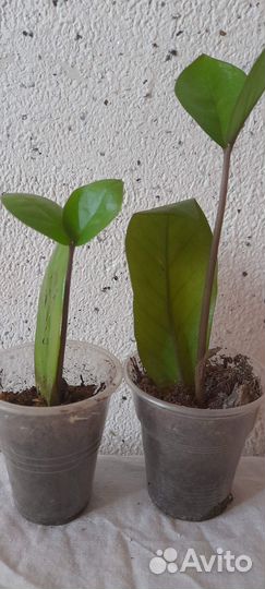 Комнатные растения цветы