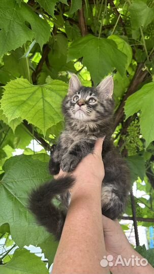 Котята мейн-кун