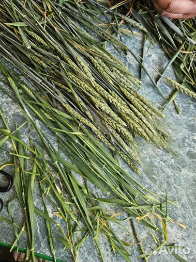 Декоративные злаки