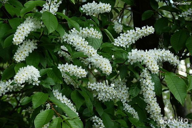 Черемуха белая растение. Черемуха, акации. Черемуха грея. Черёмуха душистая. Белой черемухи гроздья.