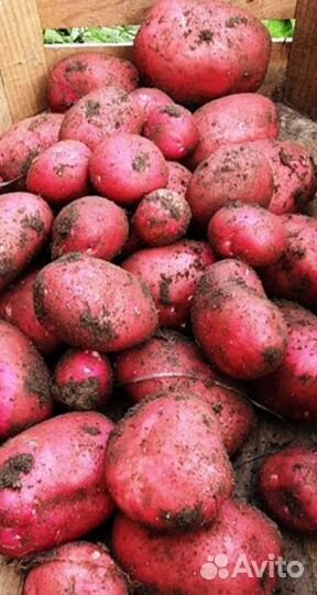 Семенной картофель Шарвари Пирошка