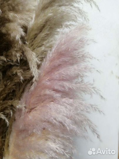 Пампасная трава.Предзаказ