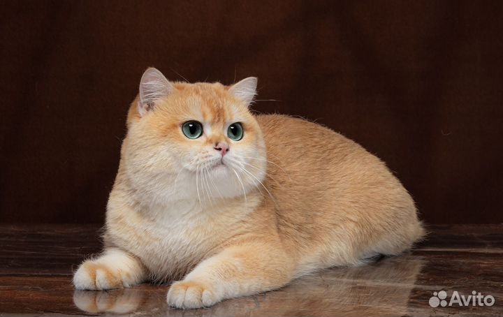 Золотая шиншилла вязка