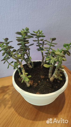 Толстянка, денежное дерево