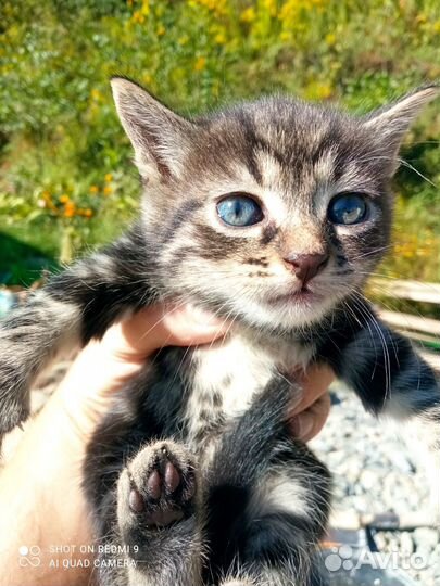 Котята в добрые руки бесплатно