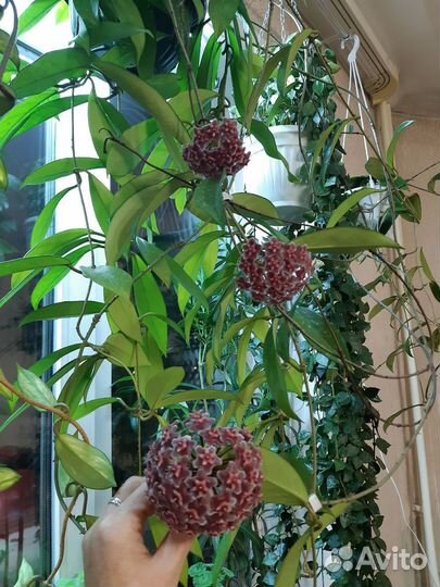 Пубикалис Сильвер Пинк