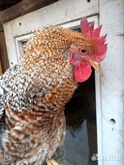 Петухи Билефельдер. Куры Билефельдер