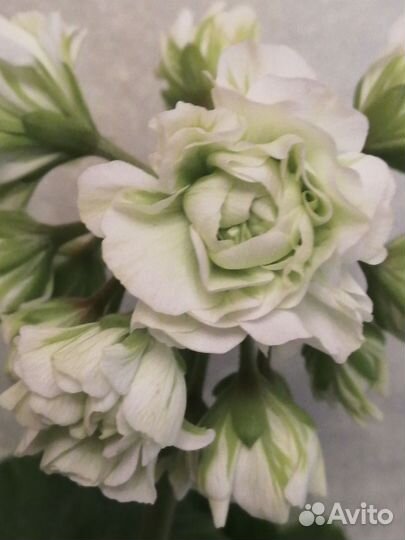 Пеларгонии сортовые