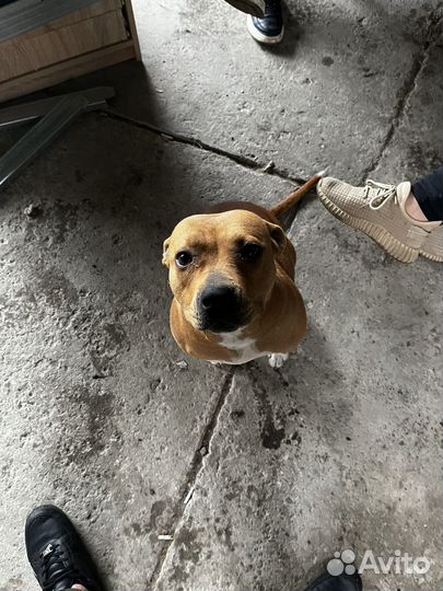 Собака в добрые руки питбуль девочка 2 года