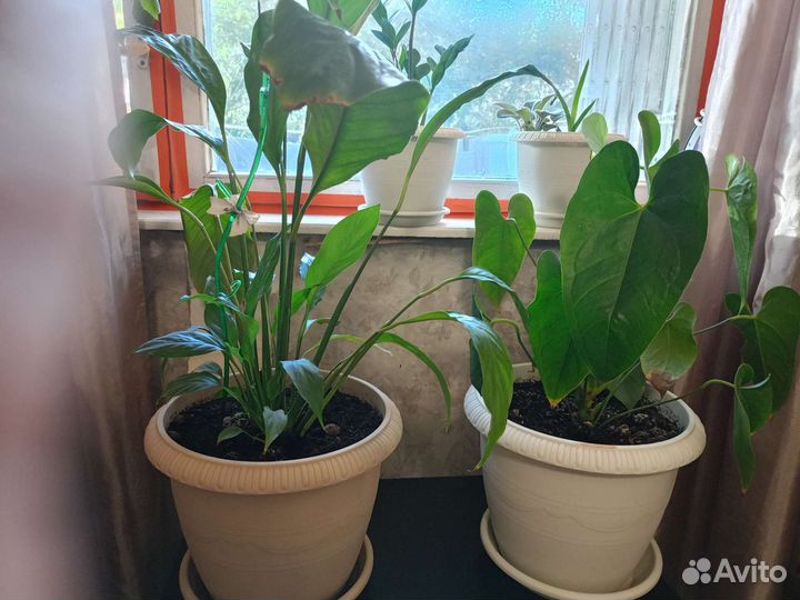 Комнатные цветы антуриум