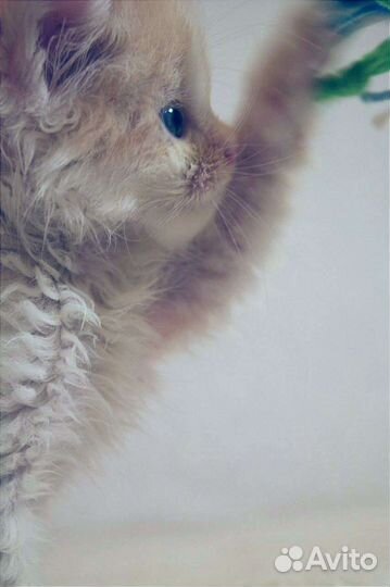 Рыжий котенок в добрые руки бесплатно