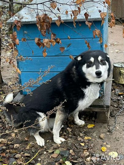 Дружелюбная собачка
