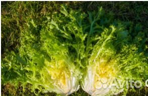 Семена Эндивия 