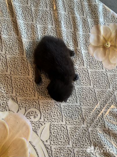 Вислоухие котята