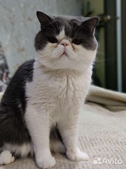 Экзотическая