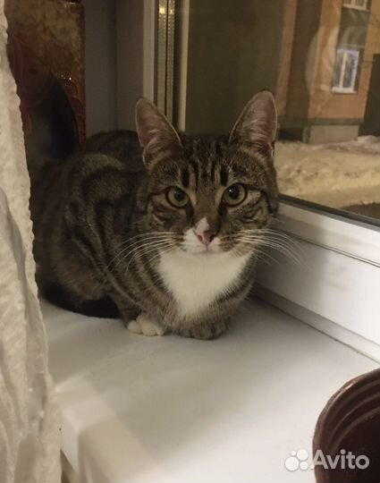 Кошечка Сонечка ище дом